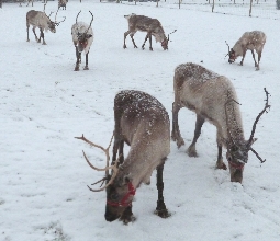 Reindeer at Willow Brook Reindeer