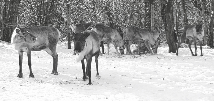 Willow Brook Reindeer