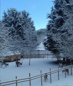 Reindeer at Willow Brook Reindeer 