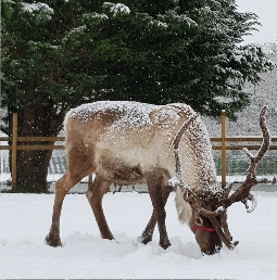 Reindeer at Willow Brook Reindeer