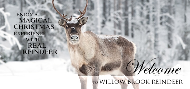 Reindeer Lodge Reindeer Hire for Manchester, Liverpool, Cheshire, North Wales, Birmingham and Midlands